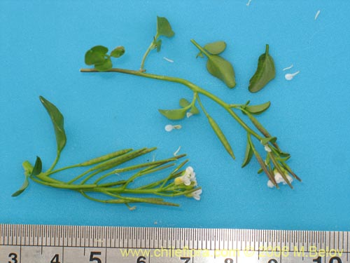 Image of Cardamine sp. #1540 (). Click to enlarge parts of image.