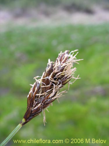 Imágen de Carex gayana (). Haga un clic para aumentar parte de imágen.