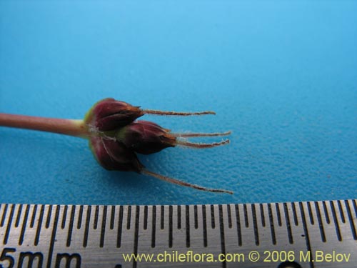 Image of Plantago barbata (). Click to enlarge parts of image.