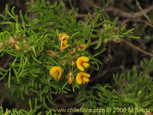 Bild von Adesmia gracilis (). Klicken Sie, um den Ausschnitt zu vergrössern.