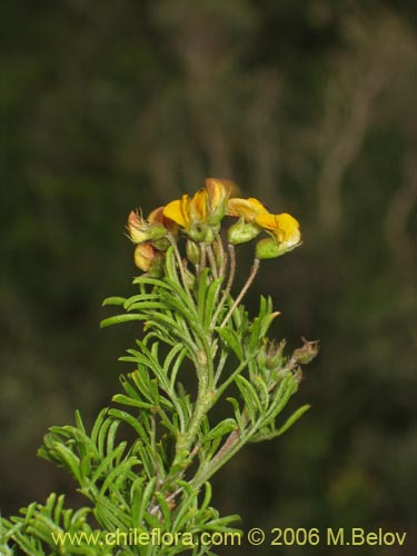 Bild von Adesmia gracilis (). Klicken Sie, um den Ausschnitt zu vergrössern.