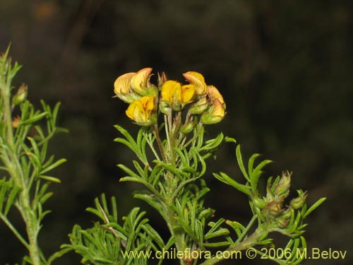 Imágen de Adesmia gracilis (). Haga un clic para aumentar parte de imágen.