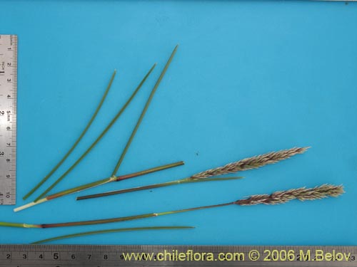 Poaceae sp. #1869の写真