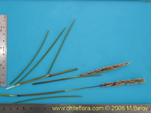 Poaceae sp. #1869의 사진