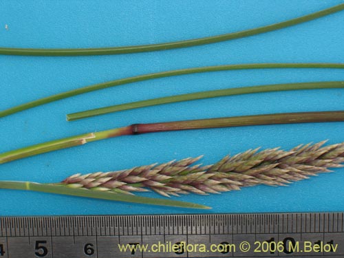 Poaceae sp. #1869의 사진