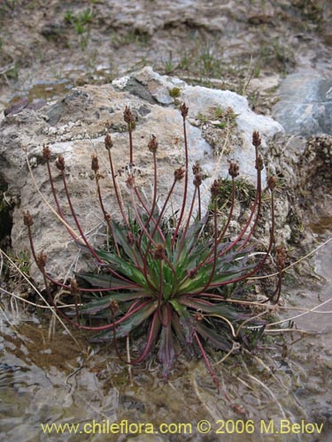 Image of Plantago barbata (). Click to enlarge parts of image.