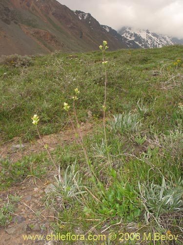 Imágen de Valeriana lepidota (). Haga un clic para aumentar parte de imágen.