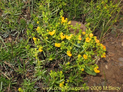 Image of Calceolaria hypericina (). Click to enlarge parts of image.