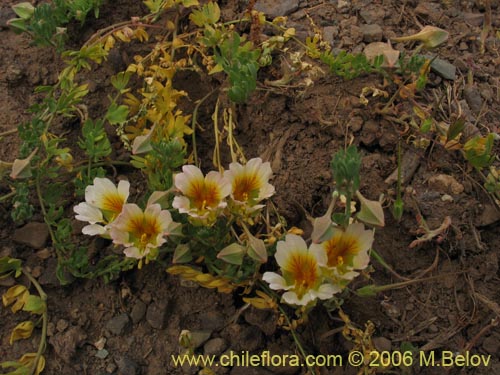 Imágen de Tropaeolum sessilifolium (Soldadito de cordillera). Haga un clic para aumentar parte de imágen.