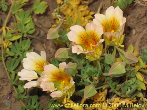 Image of Tropaeolum sessilifolium (Soldadito de cordillera). Click to enlarge parts of image.