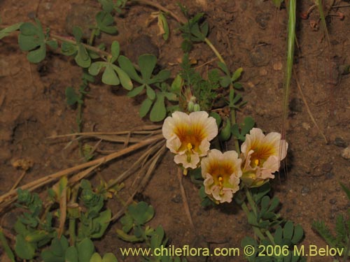 Imágen de Tropaeolum sessilifolium (Soldadito de cordillera). Haga un clic para aumentar parte de imágen.