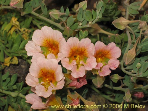 Image of Tropaeolum sessilifolium (Soldadito de cordillera). Click to enlarge parts of image.