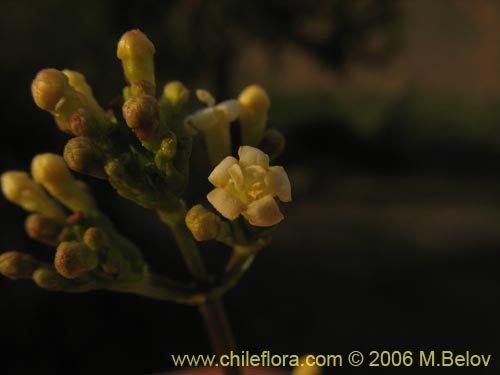 Image of Valeriana lepidota (). Click to enlarge parts of image.