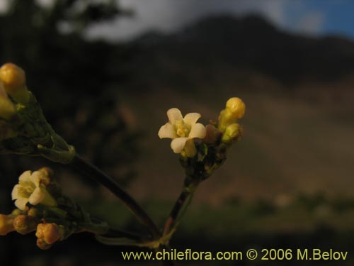 Valeriana lepidota的照片