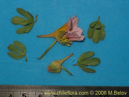 Image of Tropaeolum sessilifolium (Soldadito de cordillera). Click to enlarge parts of image.