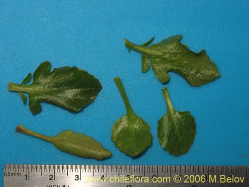 Image of Valeriana lepidota (). Click to enlarge parts of image.