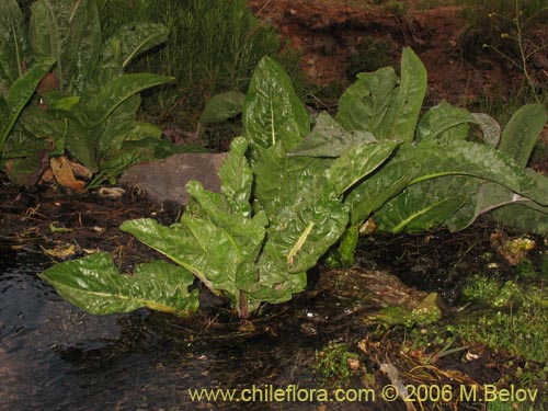 Image of Senecio fistulosus (Hualtata). Click to enlarge parts of image.