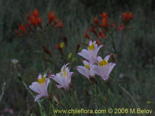 Image of Alstroemeria angustifolia (). Click to enlarge parts of image.