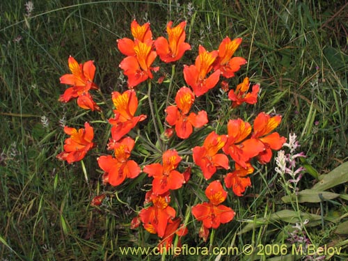 Imágen de Alstroemeria ligtu ssp. simsii (Flor del gallo). Haga un clic para aumentar parte de imágen.