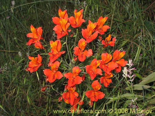 Image of Alstroemeria ligtu ssp. simsii (Flor del gallo). Click to enlarge parts of image.