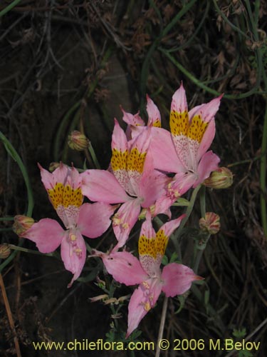 Image of Alstroemeria angustifolia (). Click to enlarge parts of image.