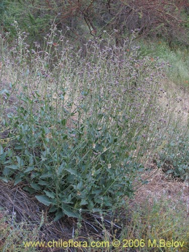 Imágen de Mirabilis sp. #2336 (). Haga un clic para aumentar parte de imágen.