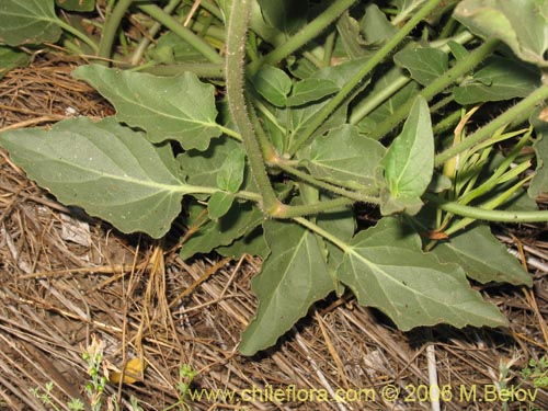 Bild von Mirabilis sp. #2336 (). Klicken Sie, um den Ausschnitt zu vergrössern.