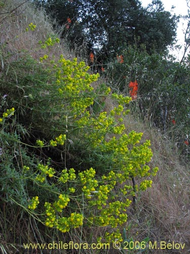 Image of Calceolaria thyrsiflora (Capachito). Click to enlarge parts of image.