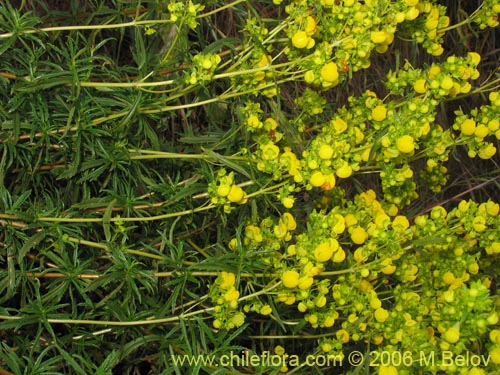 Image of Calceolaria thyrsiflora (Capachito). Click to enlarge parts of image.