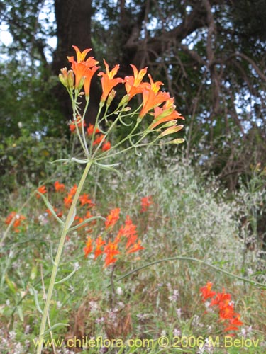 Image of Alstroemeria ligtu ssp. simsii (Flor del gallo). Click to enlarge parts of image.
