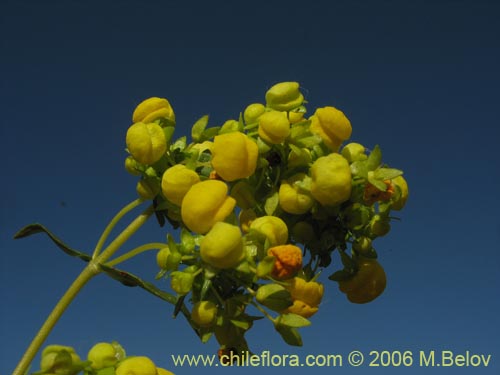 Image of Calceolaria thyrsiflora (Capachito). Click to enlarge parts of image.