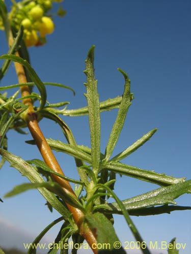 Image of Calceolaria thyrsiflora (Capachito). Click to enlarge parts of image.