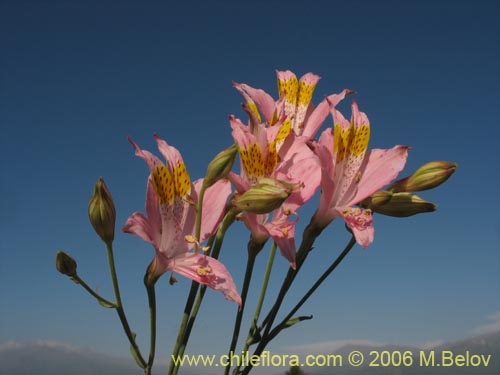 Alstroemeria angustifolia的照片