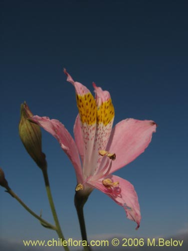 Image of Alstroemeria angustifolia (). Click to enlarge parts of image.