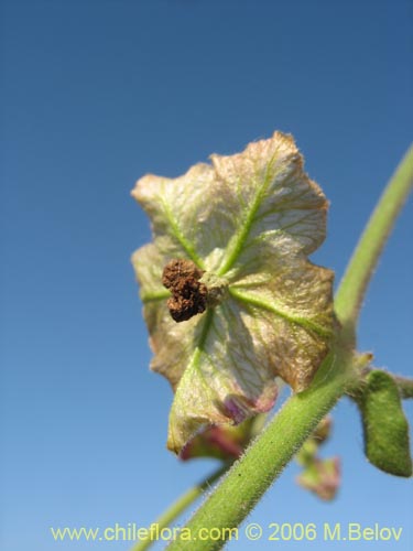 Bild von Mirabilis sp. #2336 (). Klicken Sie, um den Ausschnitt zu vergrössern.