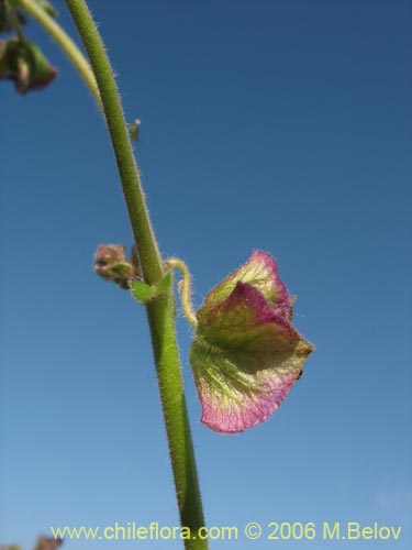 Image of Mirabilis sp.   #2336 (). Click to enlarge parts of image.