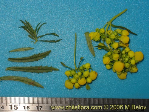 Фотография Calceolaria thyrsiflora (Capachito). Щелкните, чтобы увеличить вырез.