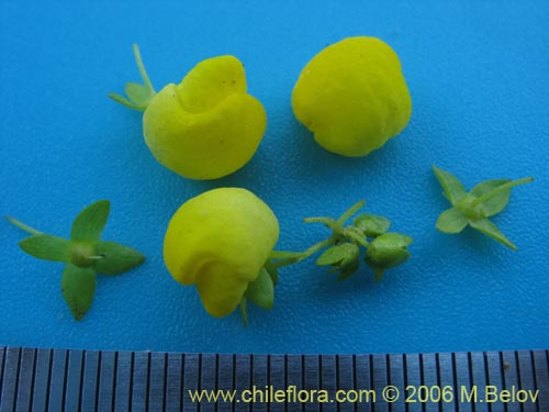 Фотография Calceolaria thyrsiflora (Capachito). Щелкните, чтобы увеличить вырез.