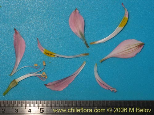 Imágen de Alstroemeria angustifolia (). Haga un clic para aumentar parte de imágen.