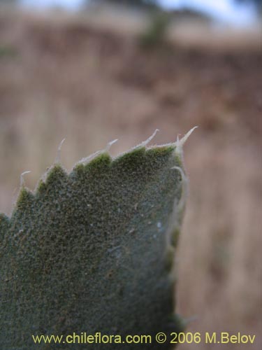 Bild von Haplopappus sp. #1541 (). Klicken Sie, um den Ausschnitt zu vergrössern.