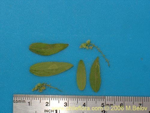 Image of Unidentified Plant sp. #1393 (). Click to enlarge parts of image.