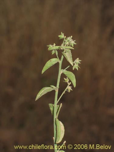 Фотография Не определенное растение sp. #1393 (). Щелкните, чтобы увеличить вырез.