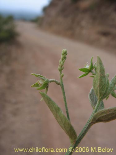 Bild von Boraginaceae sp. #2406 (). Klicken Sie, um den Ausschnitt zu vergrössern.