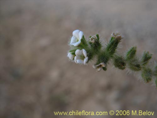 Boraginaceae sp. #2406の写真