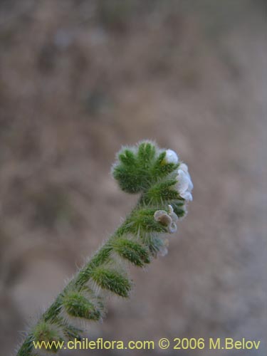 Boraginaceae sp. #2406の写真