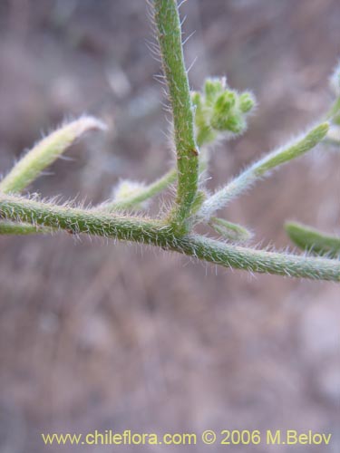 Bild von Boraginaceae sp. #2406 (). Klicken Sie, um den Ausschnitt zu vergrössern.