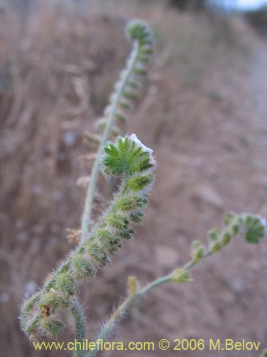 Image of Boraginaceae sp. #2406 (). Click to enlarge parts of image.