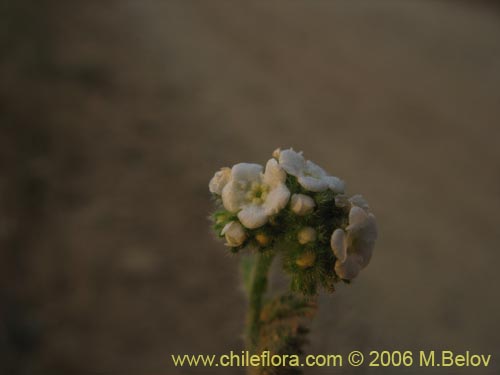 Bild von Boraginaceae sp. #2406 (). Klicken Sie, um den Ausschnitt zu vergrössern.