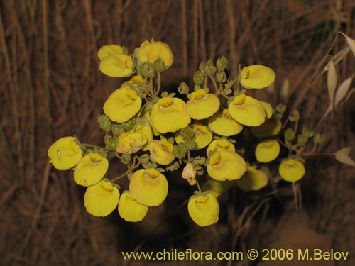 Bild von Calceolaria nudicaulis (). Klicken Sie, um den Ausschnitt zu vergrössern.