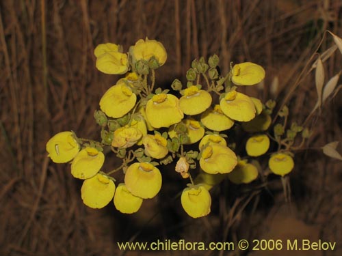 Calceolaria nudicaulis의 사진